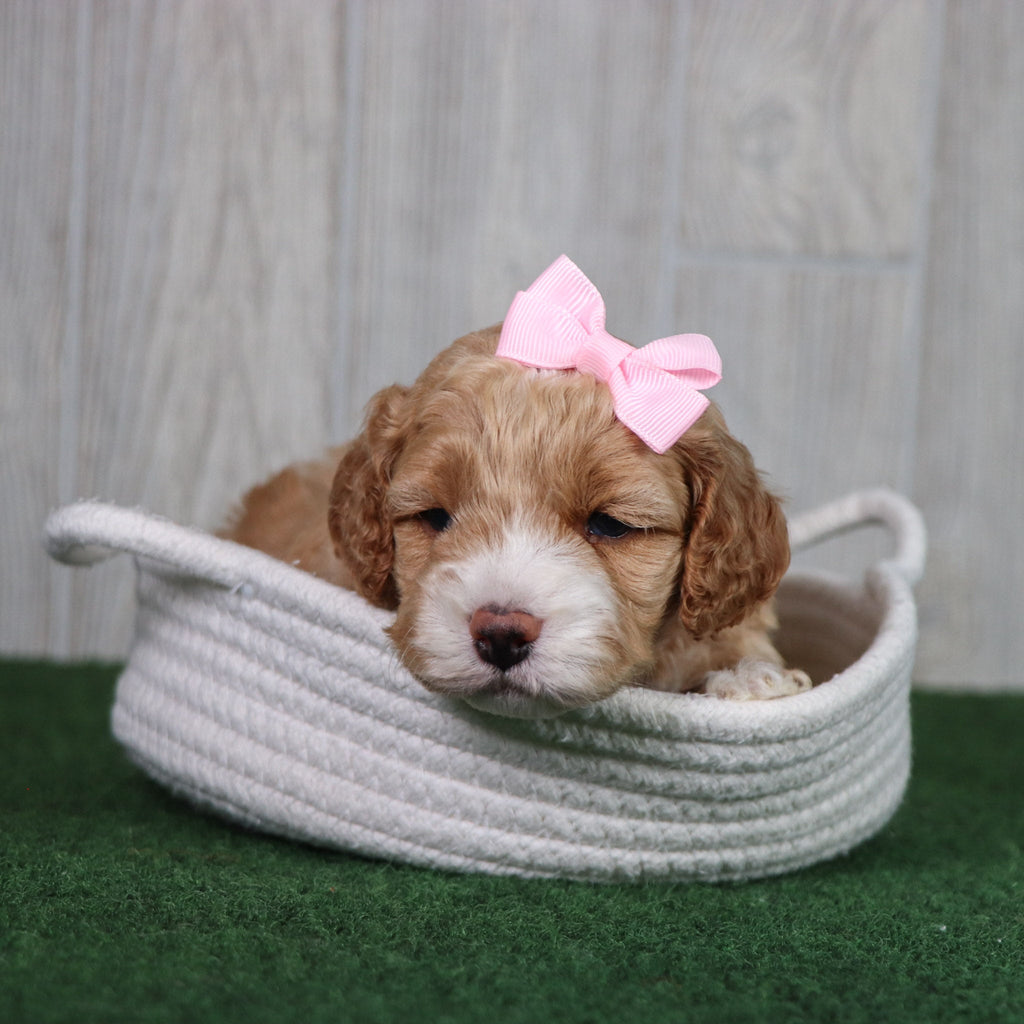 Evie - Available 5/28
