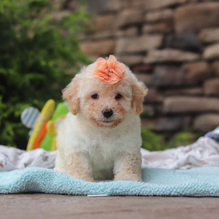 Miso - Available 6/11