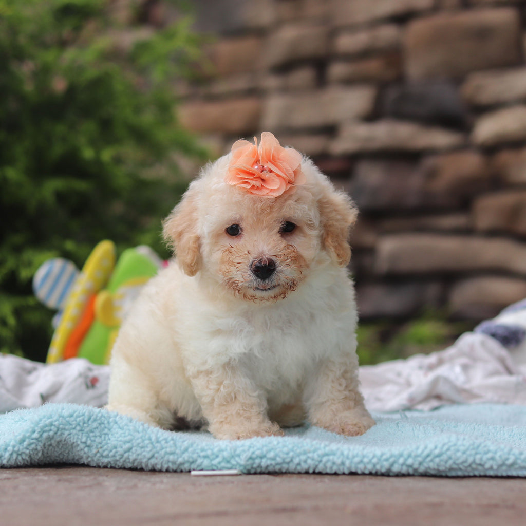 Miso - Available 6/11