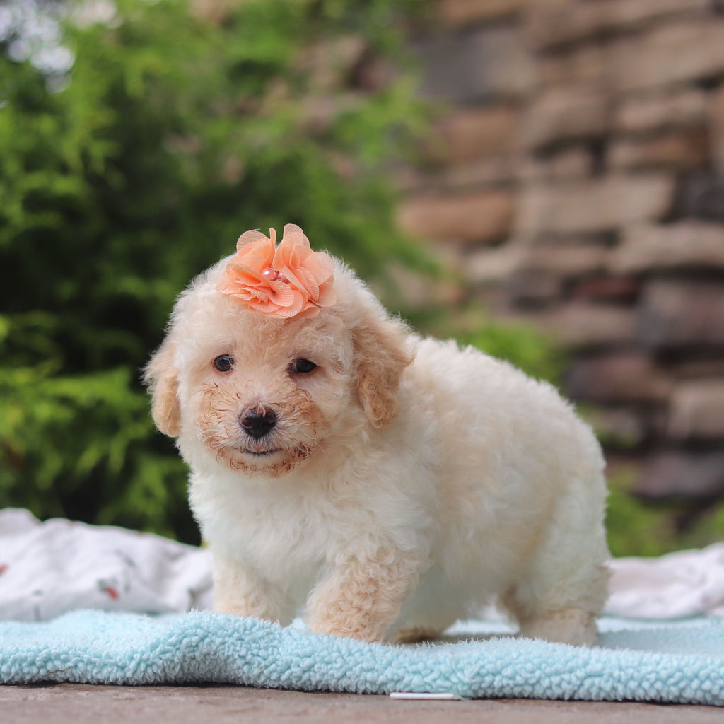 Miso - Available 6/11