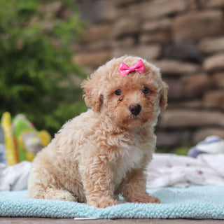 Matilda - Available Now