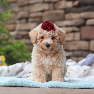 Maple - Available 6/11