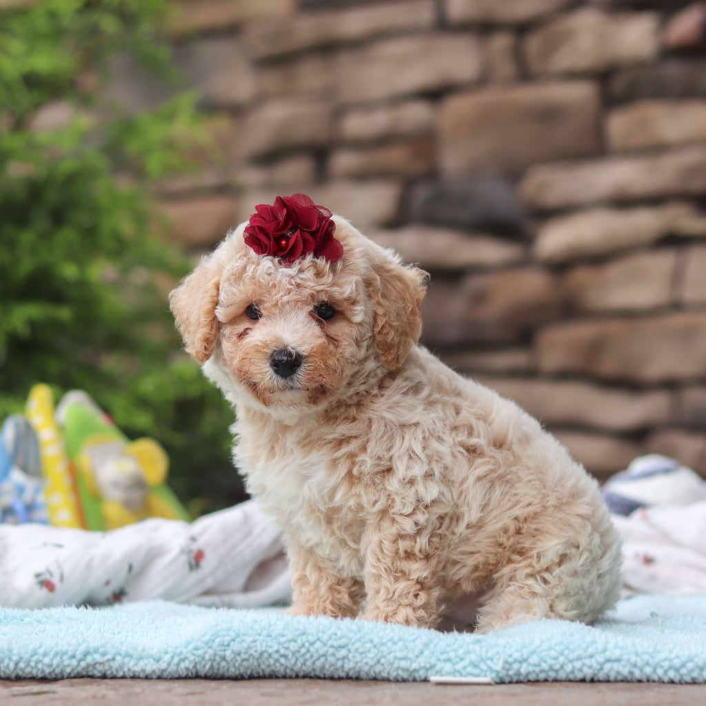Maple - Available Now