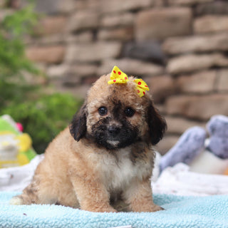 Maui - Available Now