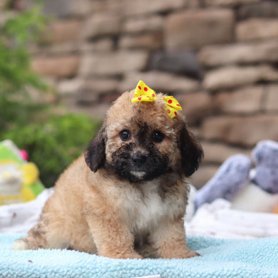 Maui - Available 6/11