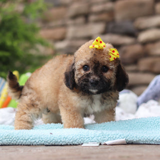 Maui - Available Now