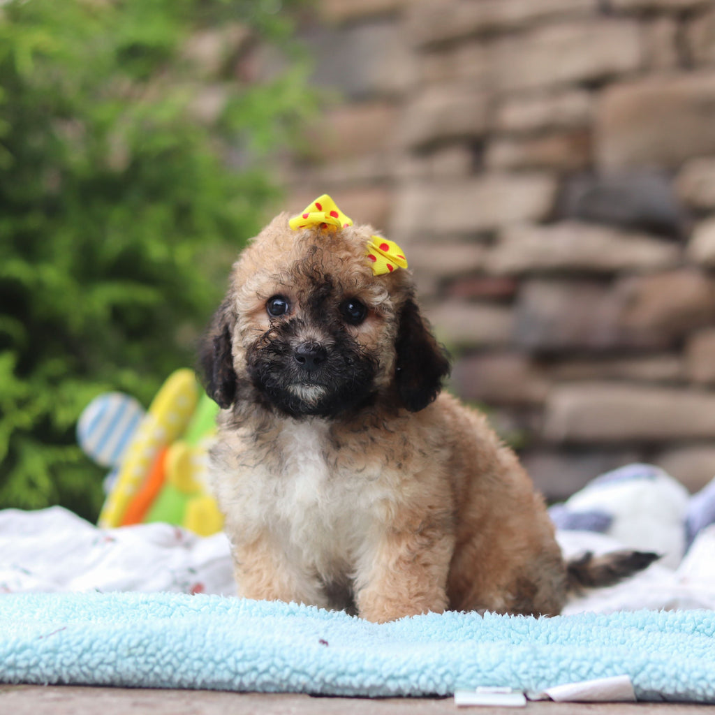 Maui - Available Now