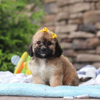 Maui - Available Now