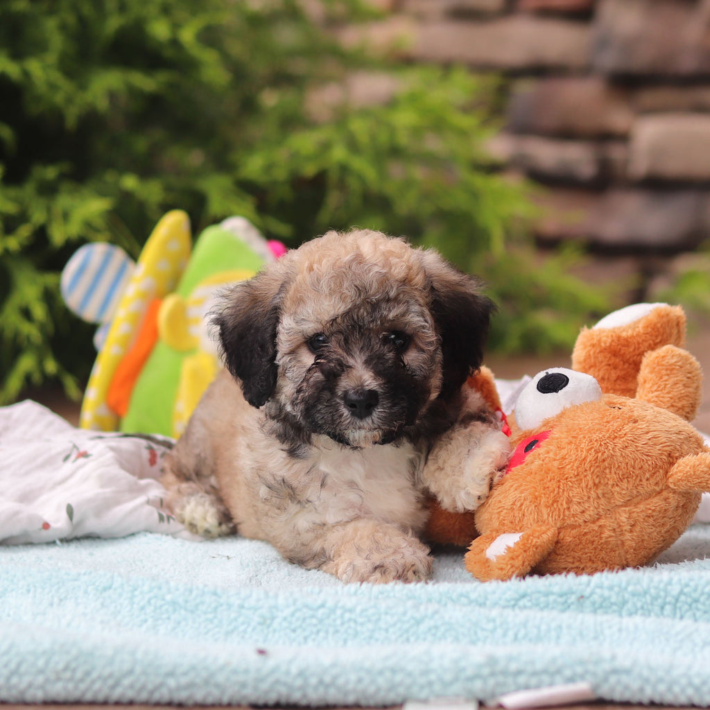 Midge - Available 6/11
