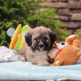 Midge - Available 6/11
