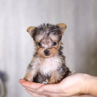 Onyx - Available 4/2