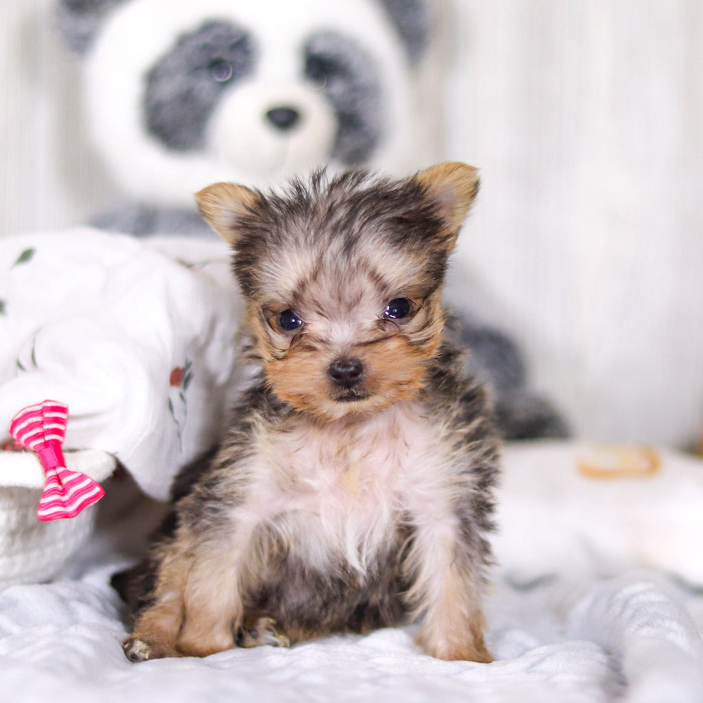 Onyx - Available 4/2