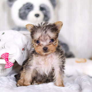 Onyx - Available 4/2