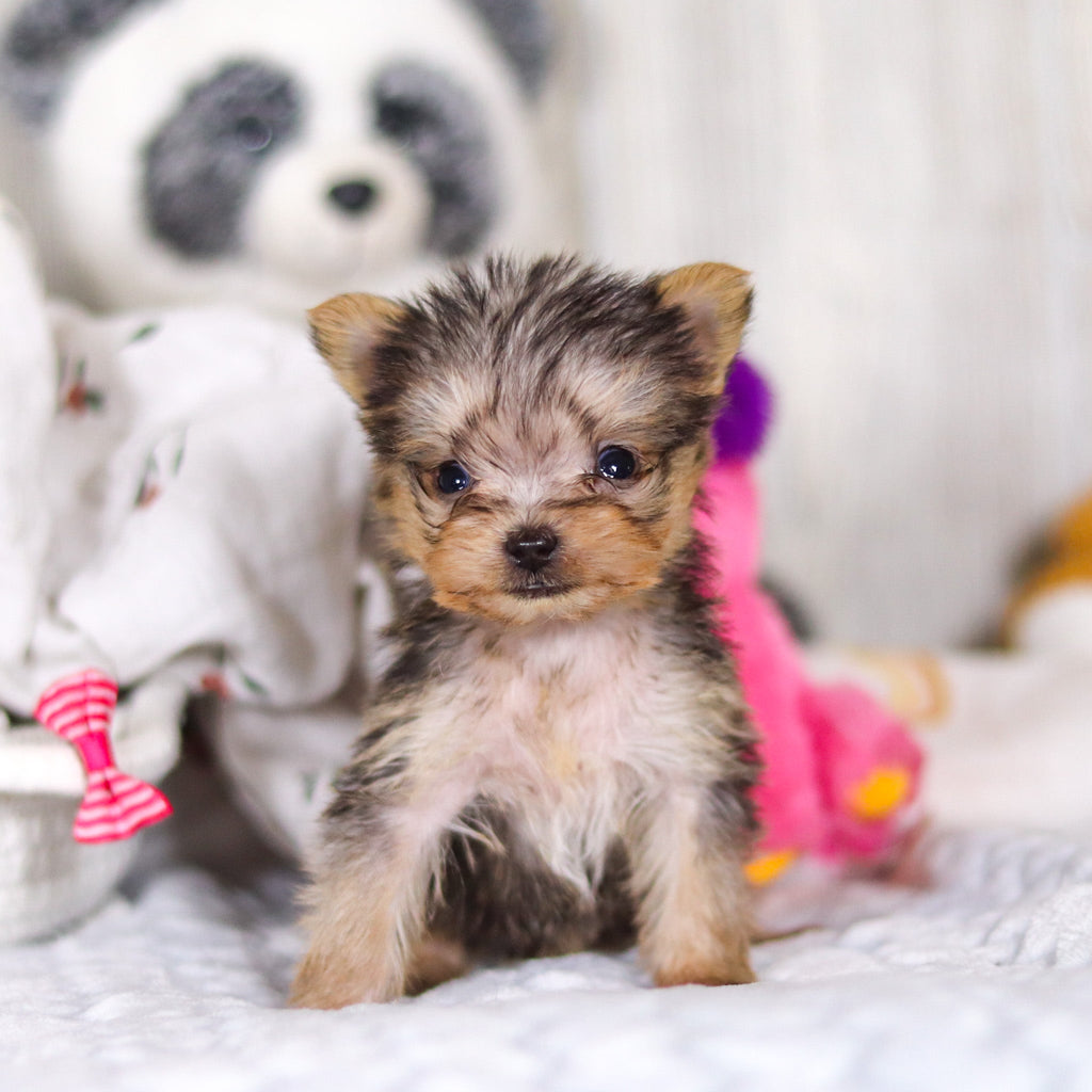 Onyx - Available 4/2