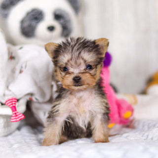 Onyx - Available 4/2