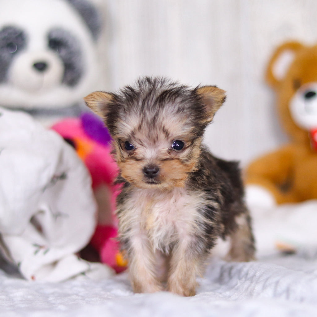 Onyx - Available 4/2