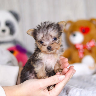 Onyx - Available 4/2