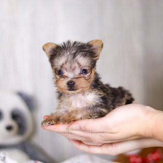 Onyx - Available 4/2