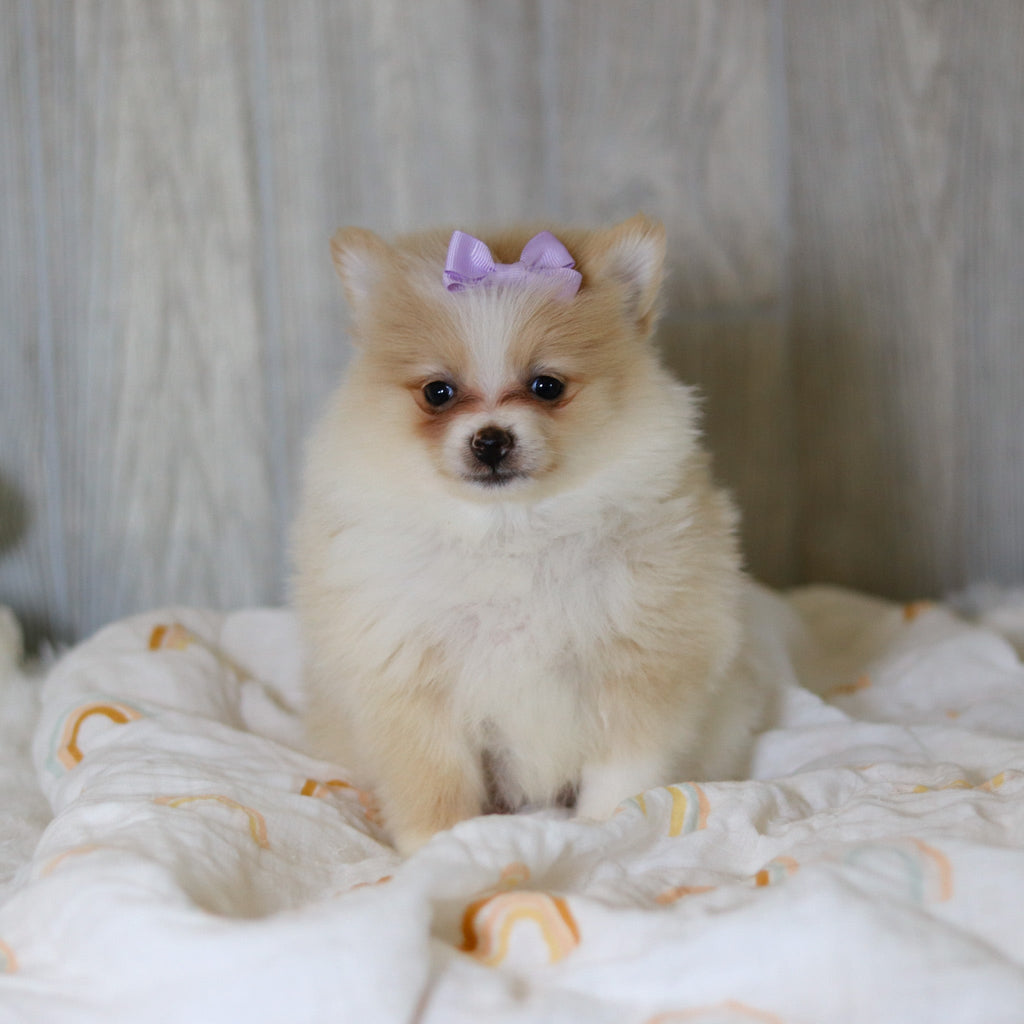 Willa - Available 5/7