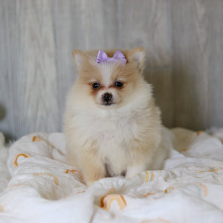 Willa - Available 5/7