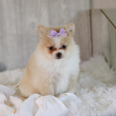 Willa - Available 5/7