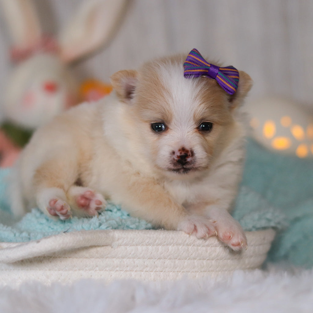 Willa - Available 5/7