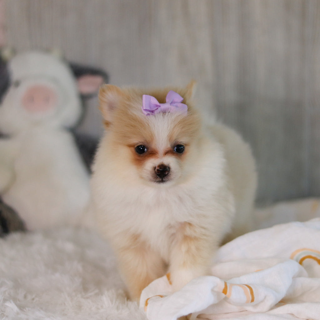 Willa - Available Now