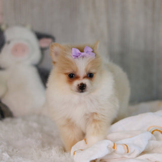 Willa - Available Now