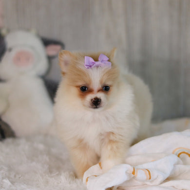 Willa - Available 5/7