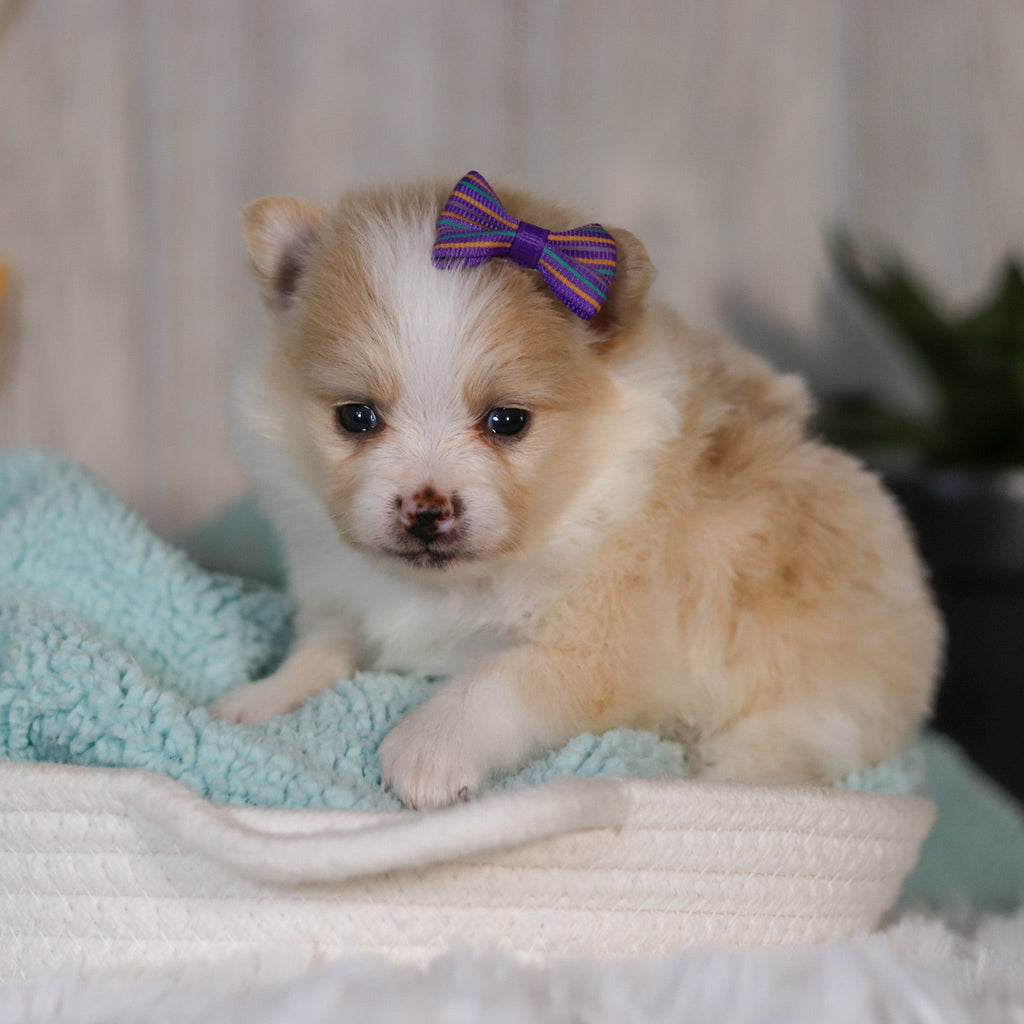 Willa - Available 5/7