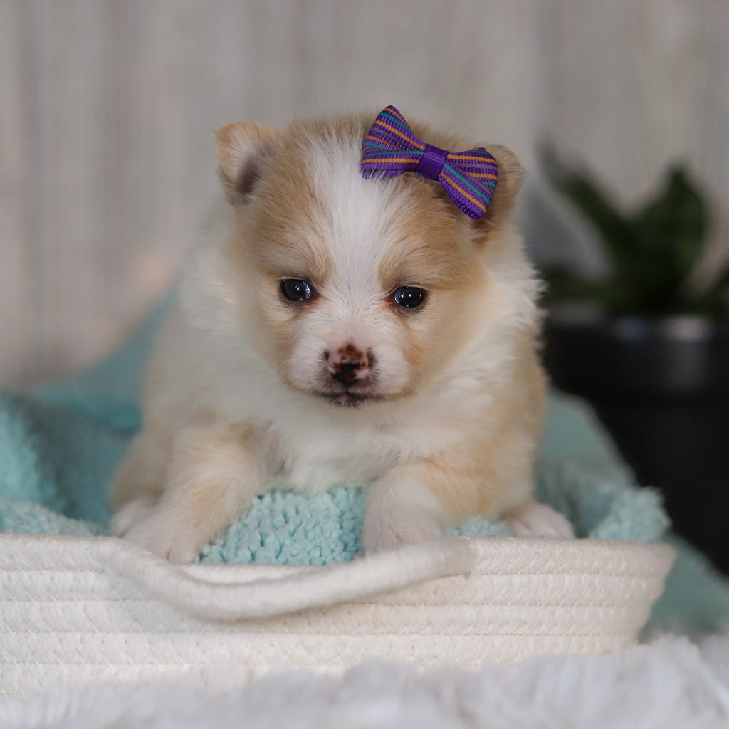 Willa - Available 5/7