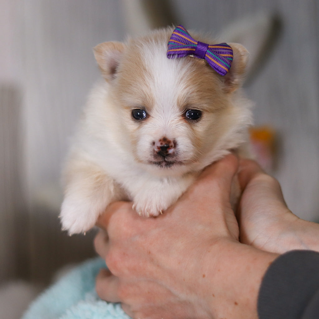 Willa - Available 5/7