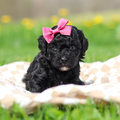 Rosie - Available 5/21
