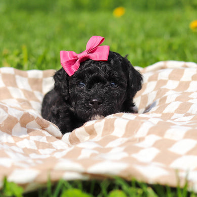 Rosie - Available 5/21