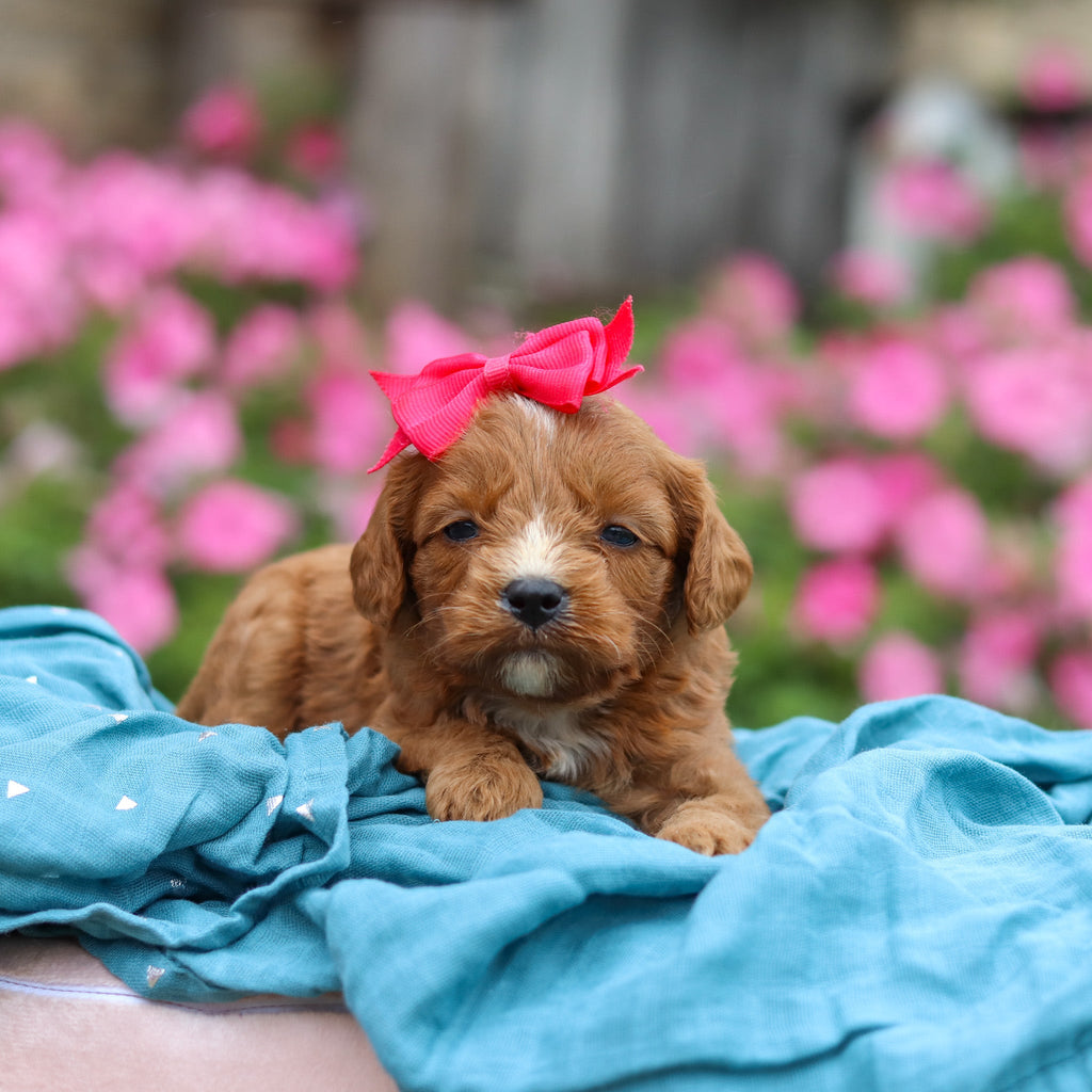 Millie - Available 10/29