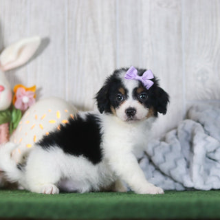Bonnie - Available Now