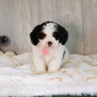 Cammie - Available 5/7