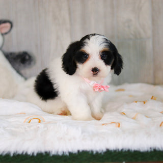 Cammie - Available 5/7
