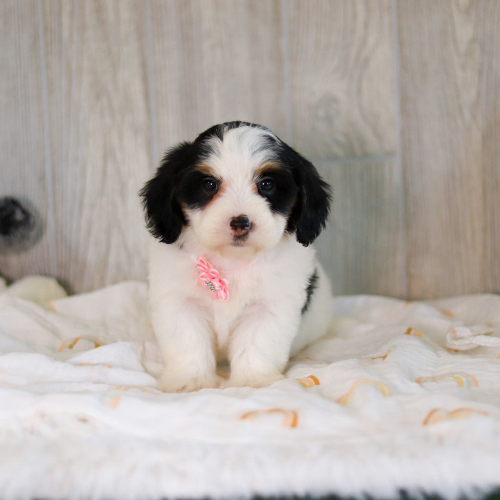 Cammie - Available 5/7