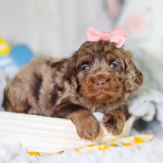 Milly - Available 5/14
