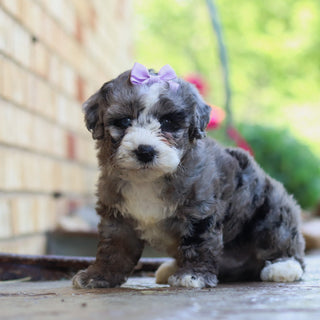 Buttercup - Available 6/5