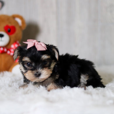 Cosette - Available 5/28