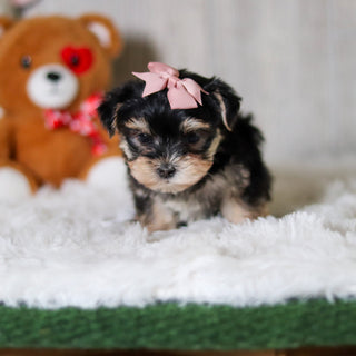 Cosette - Available 6/5
