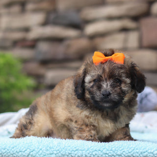 Brandy - Available 6/11