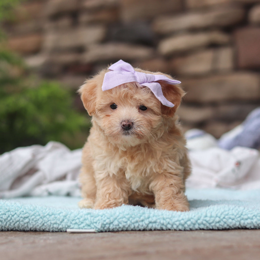 Blythe - Available 6/11