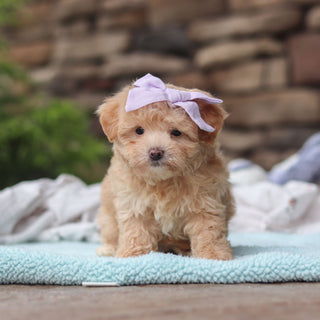 Blythe - Available 6/11