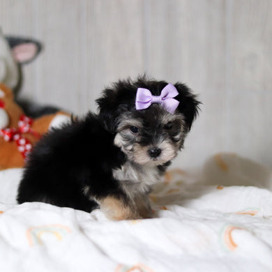 Arie - Available 5/28