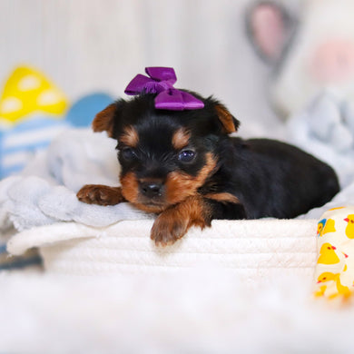 Tara - Available 5/14