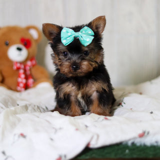 Tess - Available 6/4