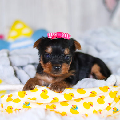 Tiffy - Available 5/14